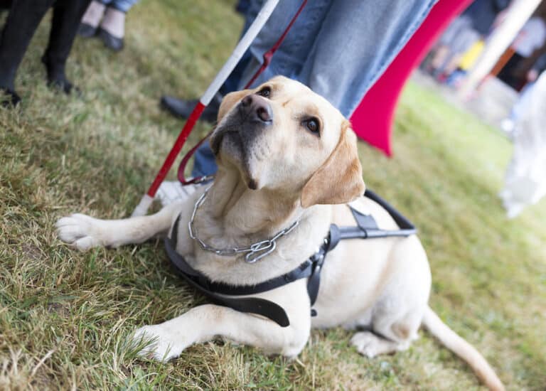 Elderly Care in Lorton VA: Dogs Help with Diabetes